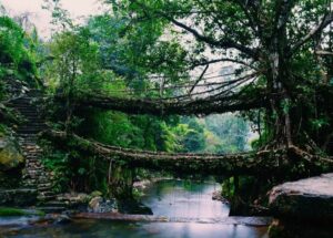 root bridge of Arunachal Pradesh