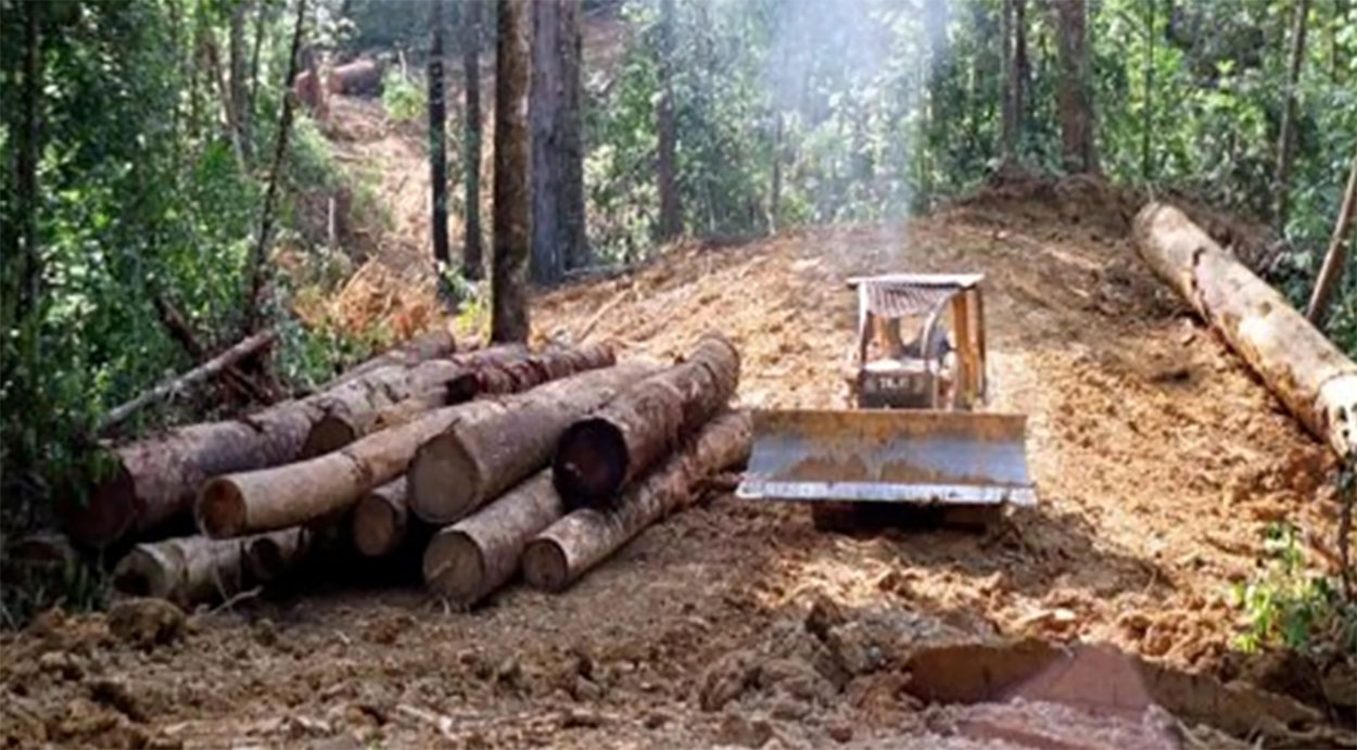World Environment Day 2026: Northeast deforestation