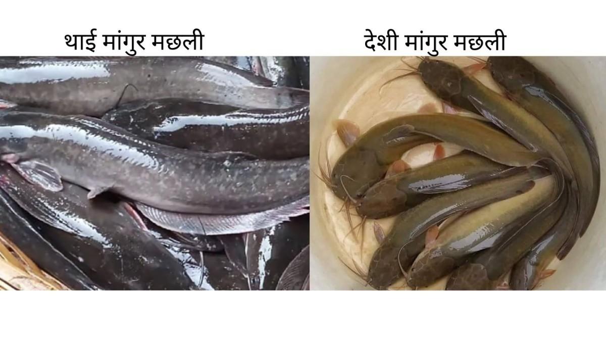 बाजार में थाई मांगुर को कैसे पहचानें?